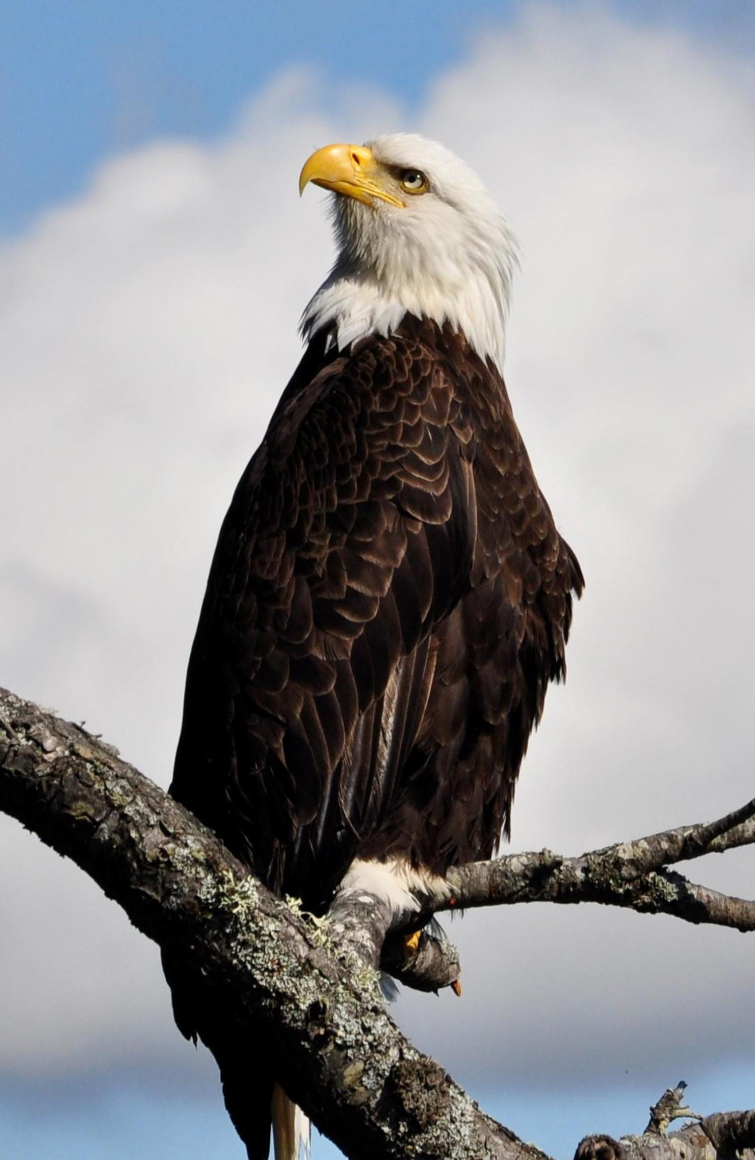 Bald Eagle perched looking up